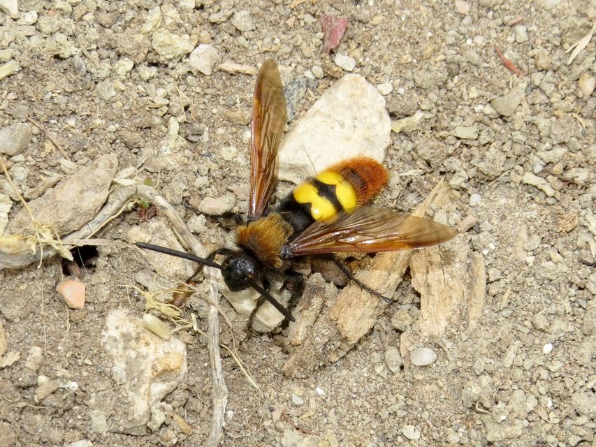 Megascolia maculata - óriás-tőrösdarázs