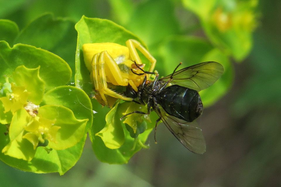 Thomisus onustus - fehér karolópók