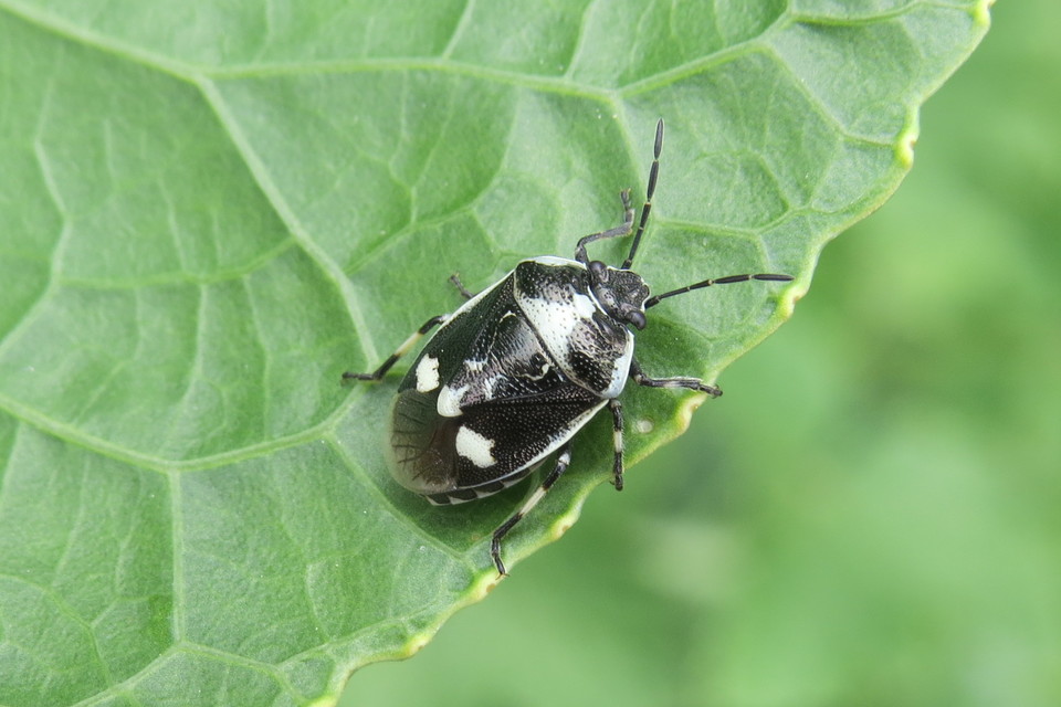 Eurydema oleracea - paréjpoloska Eurydema oleracea - paréjpoloska