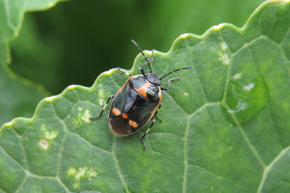 Eurydema oleracea - paréjpoloska Eurydema oleracea - paréjpoloska