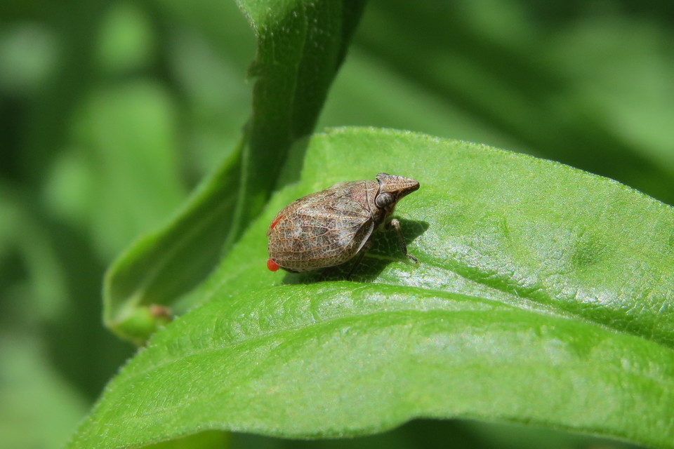 Mycterodus immaculatus