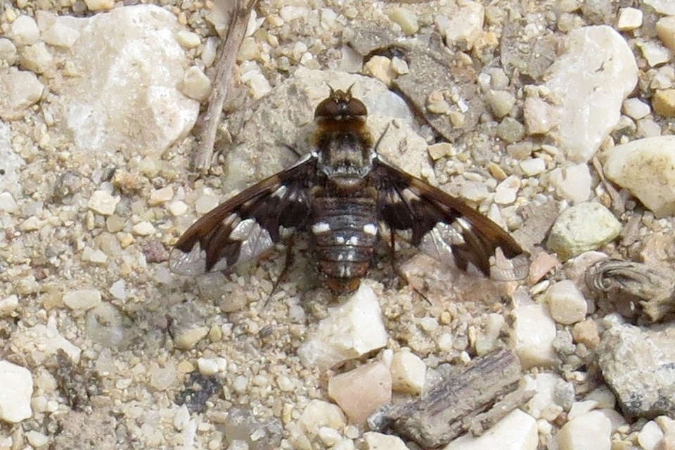 Exoprosopa capucina
