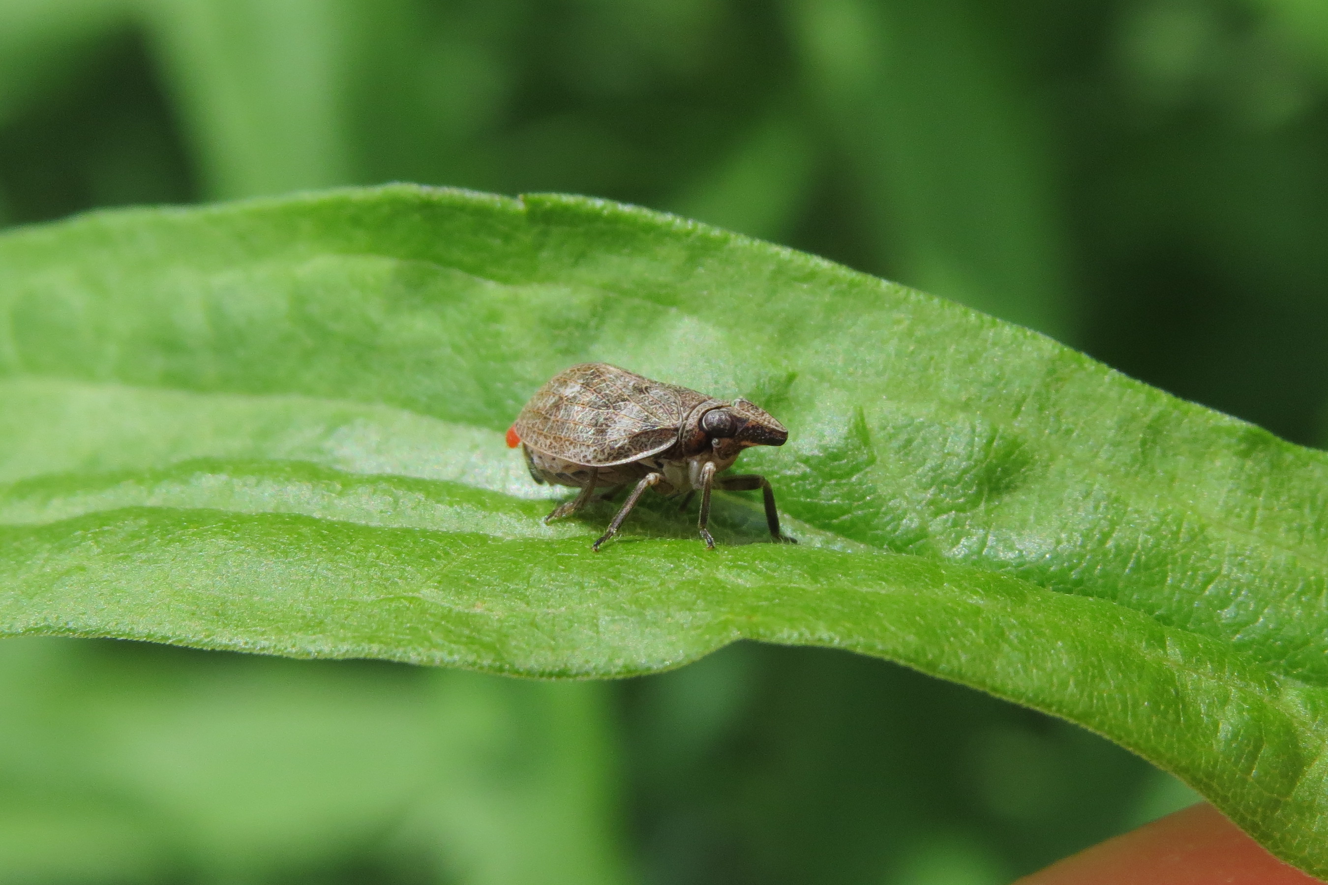 Mycterodus immaculatus