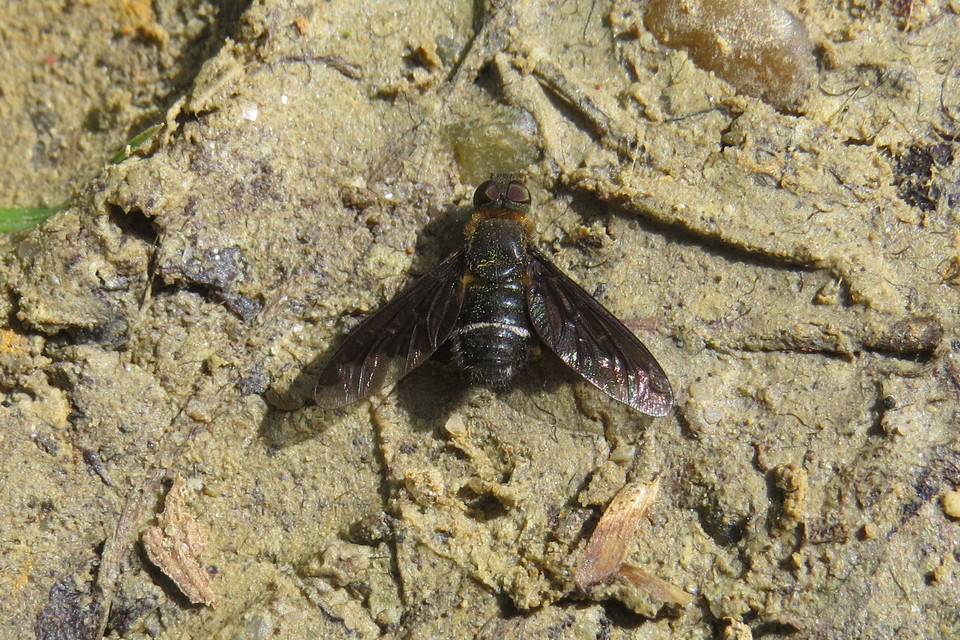 Hemipenthes velutina - bársonyos gyászlégy