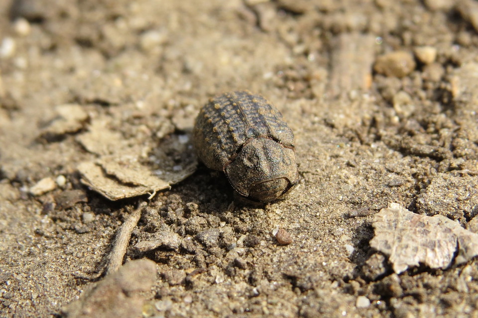 Trox sabulosus - közönséges irhabogár