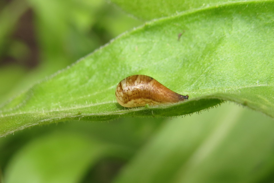 Episyrphus balteatus - ékfoltos zengőlégy