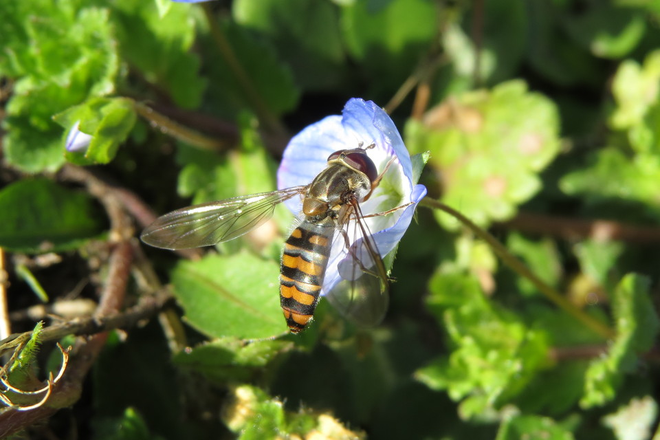 Episyrphus balteatus - ékfoltos zengőlégy