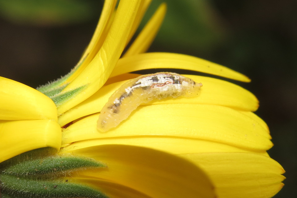 Episyrphus balteatus - ékfoltos zengőlégy