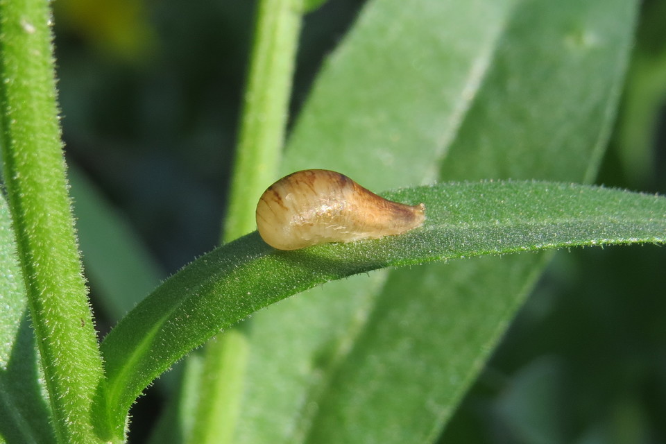 Episyrphus balteatus - ékfoltos zengőlégy