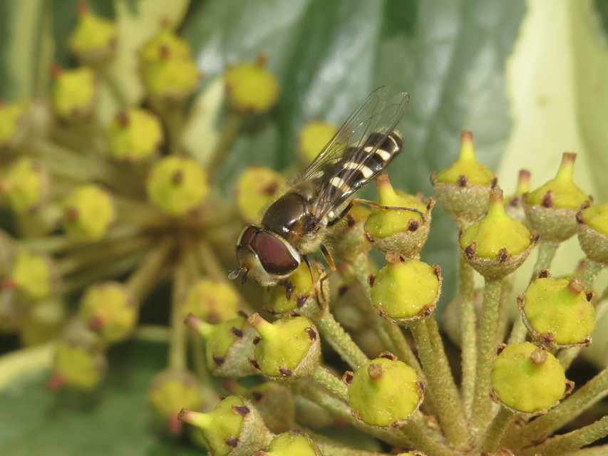 Scaeva pyrastri - gyakori nagyhomlokúlégy