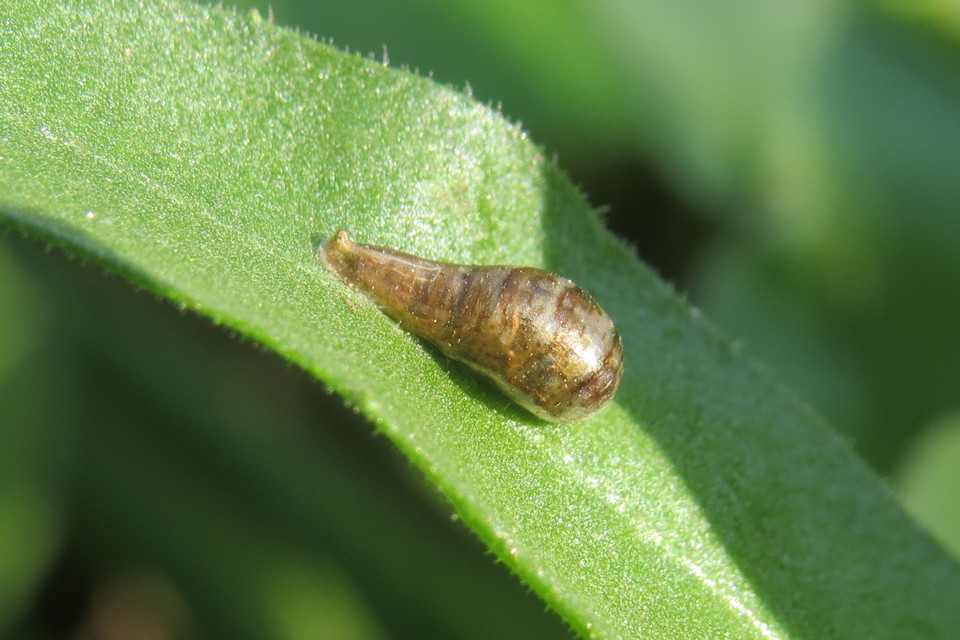 Episyrphus balteatus - ékfoltos zengőlégy