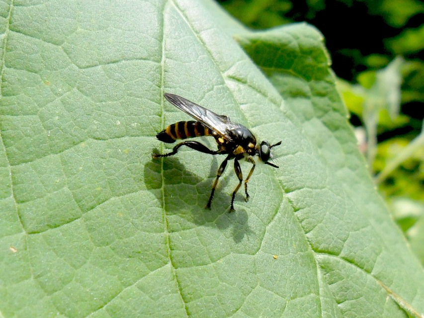 Choerades fimbriata/fulva