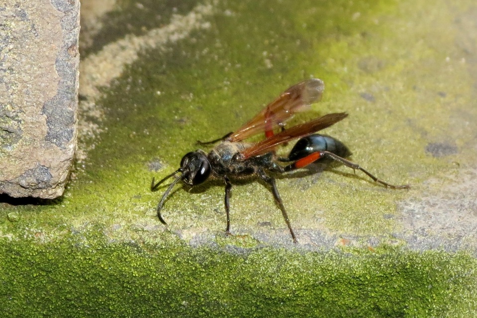 Chalybion femoratum - acélkék lopódarázs