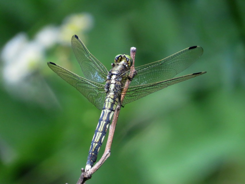 Orthetrum albistylum - fehérfarkú pásztorszitakötő