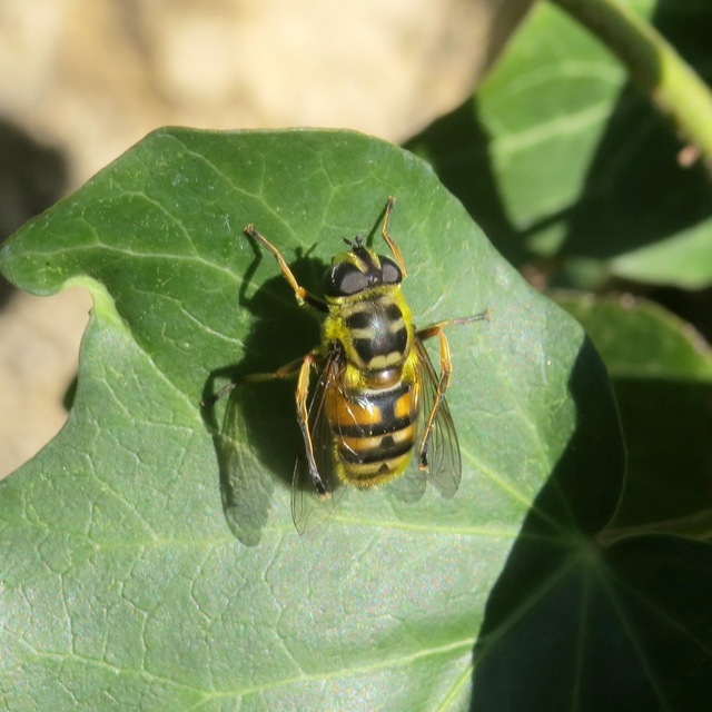 Myathropa florea - halálfejes odúlégy