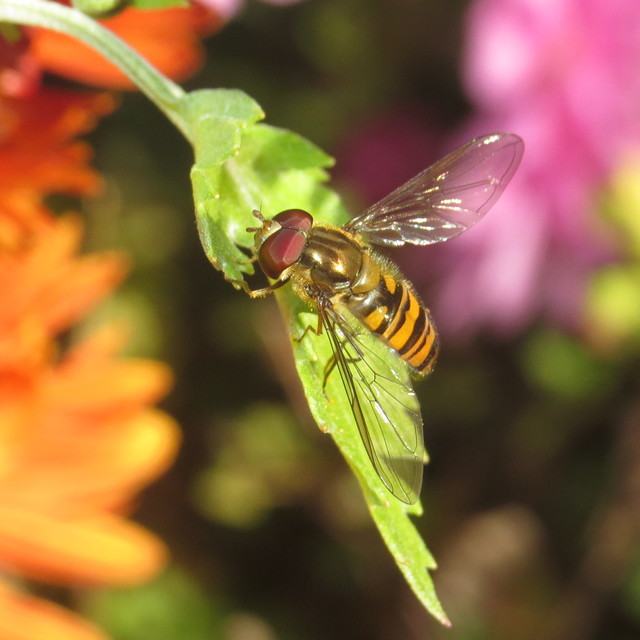 Episyrphus balteatus - ékfoltos zengőlégy
