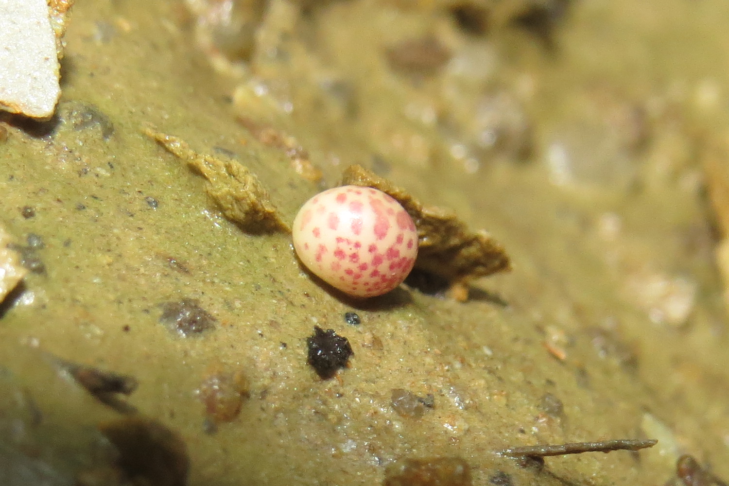 Neuroterus anthracinus