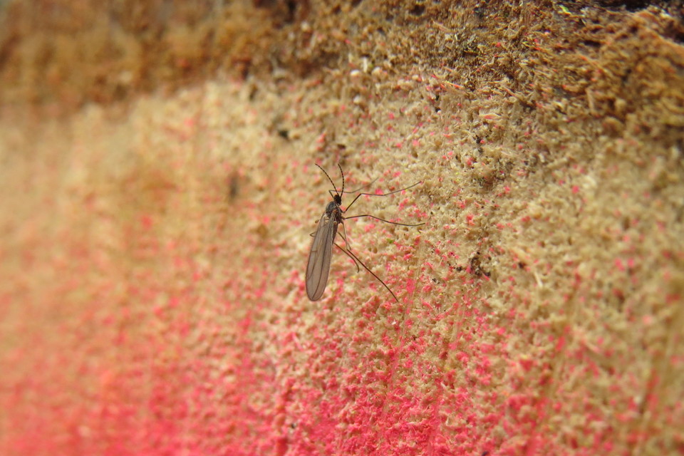 Cecidomyiidae - gubacsszúnyogok