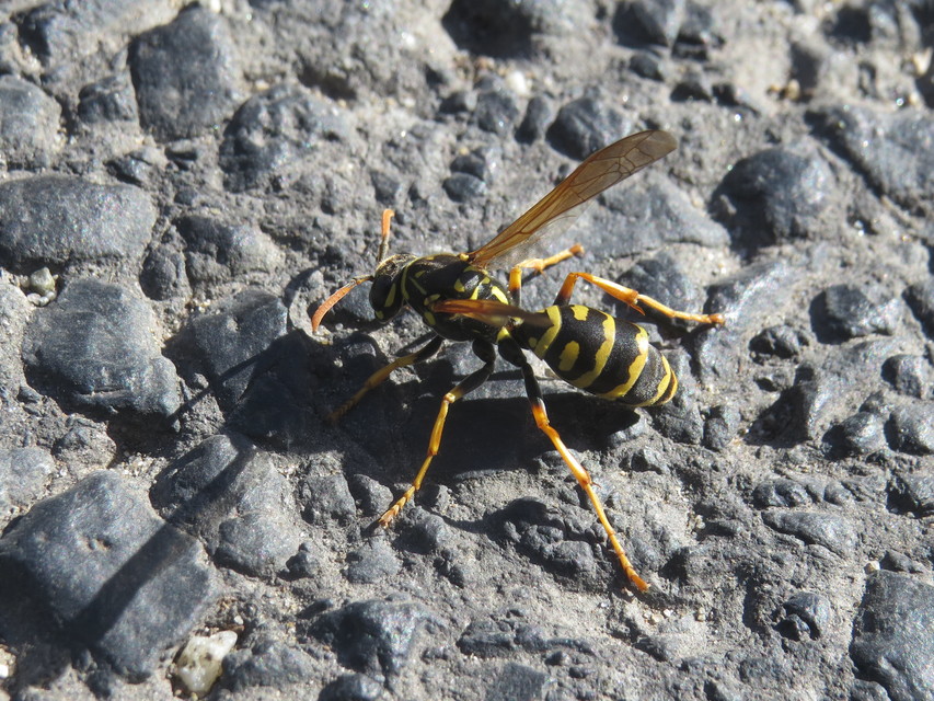 Polistes dominulus - déli papírdarázs