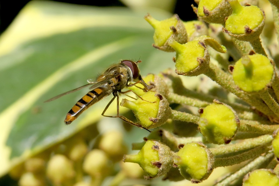 Episyrphus balteatus - ékfoltos zengőlégy