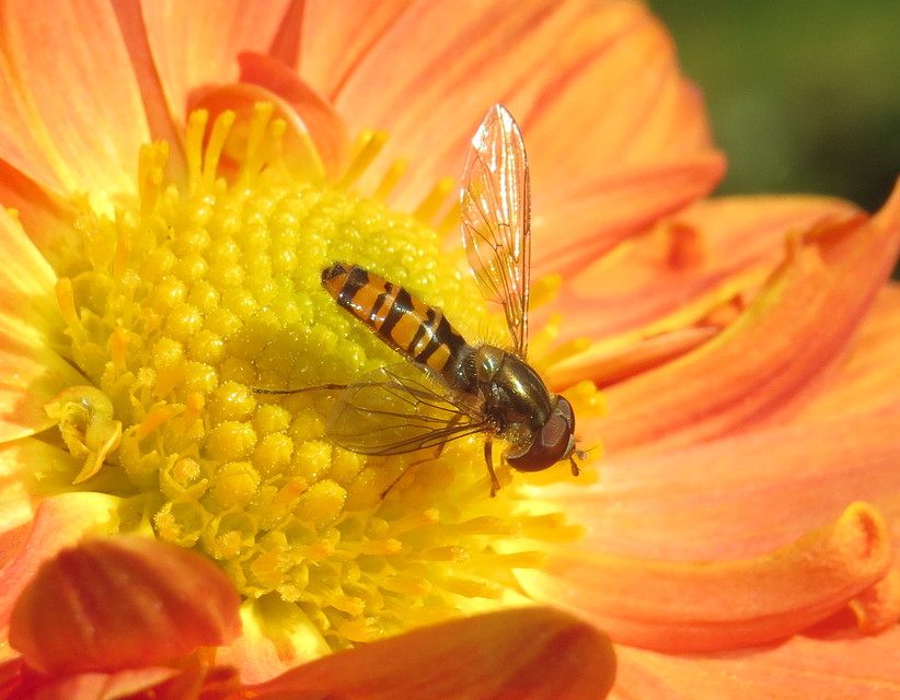 Episyrphus balteatus - ékfoltos zengőlégy