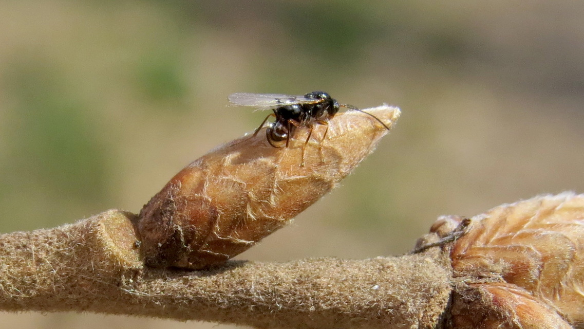 Cynipidae - gubacsdarazsak