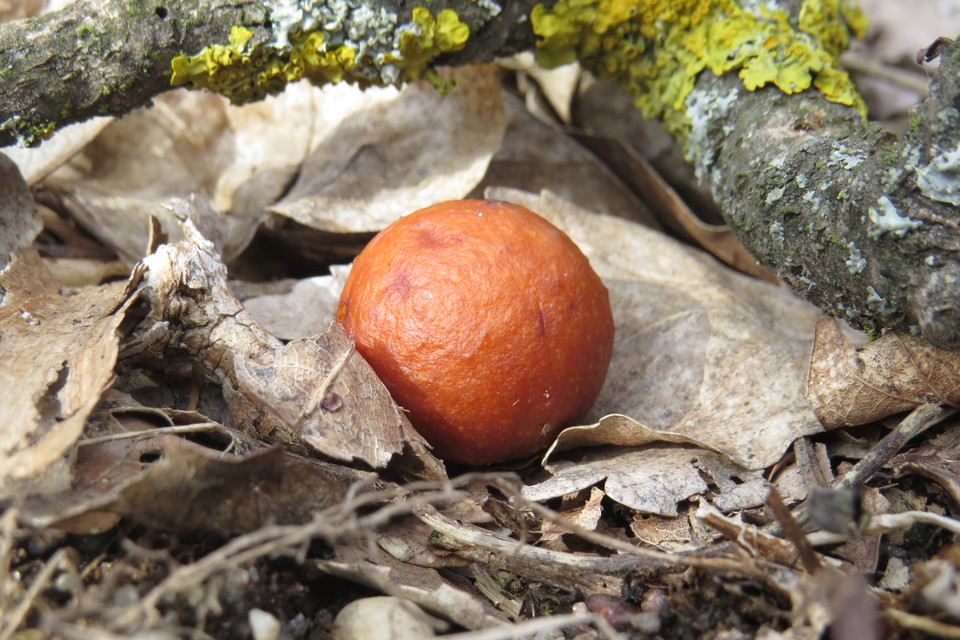 Cynips quercusfolii - golyógubacsdarázs