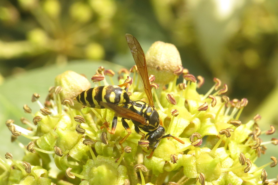 Polistes dominulus - déli papírdarázs