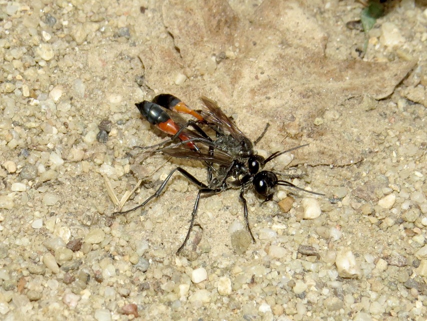 Ammophila