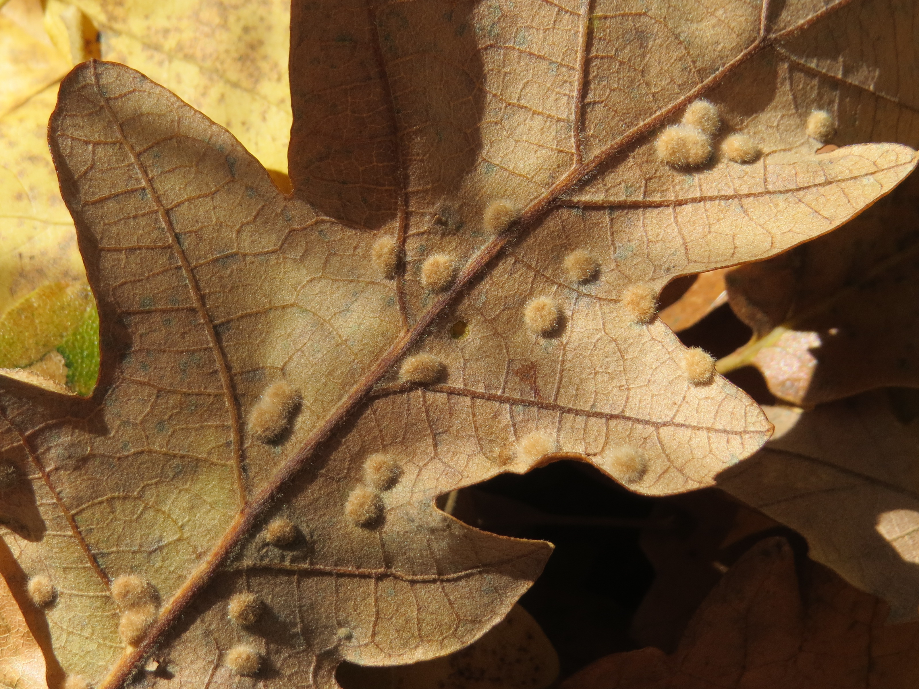 Dryomyia circinans