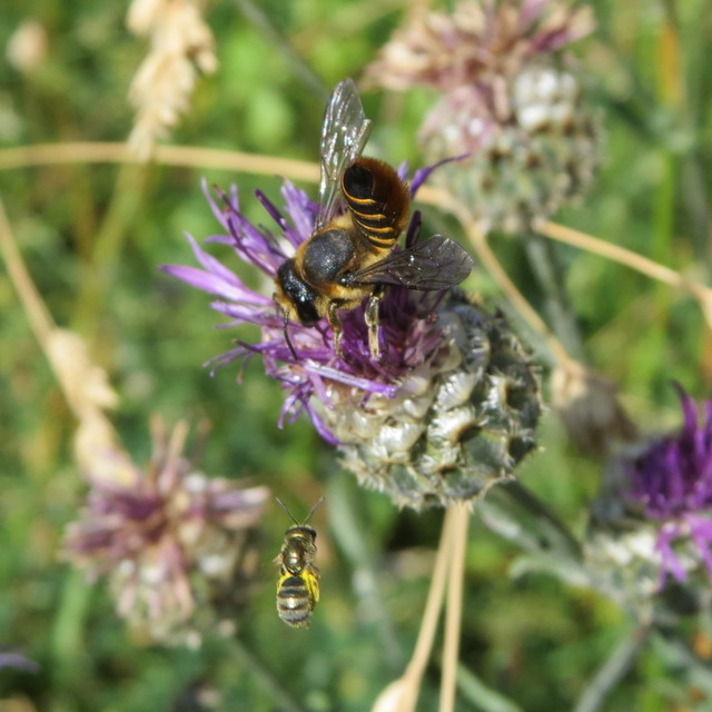 Megachilidae - művészméhek