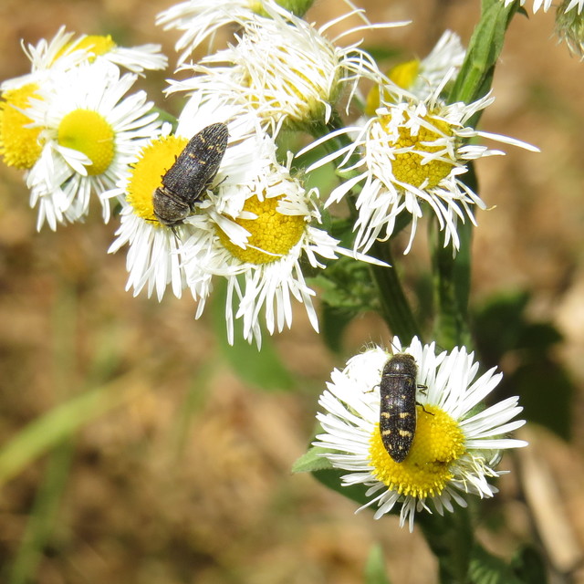 Acmaeoderella flavofasciata - sárgacsíkos zömökdíszbogár