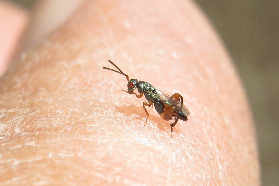 Chalcididae - vastagcombú fémfürkészek