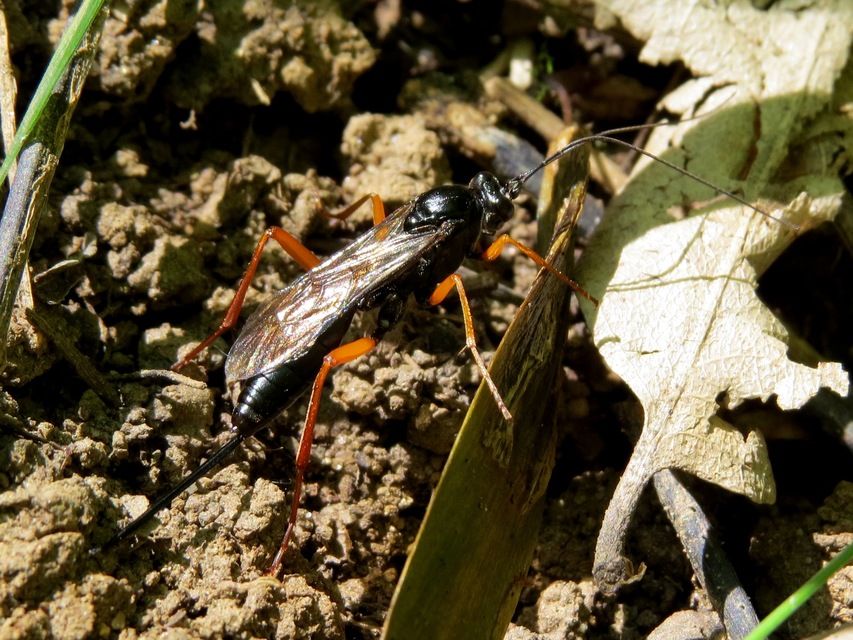 Ichneumonidae - valódi fürkészdarazsak