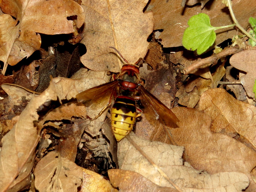 Vespa crabro - lódarázs
