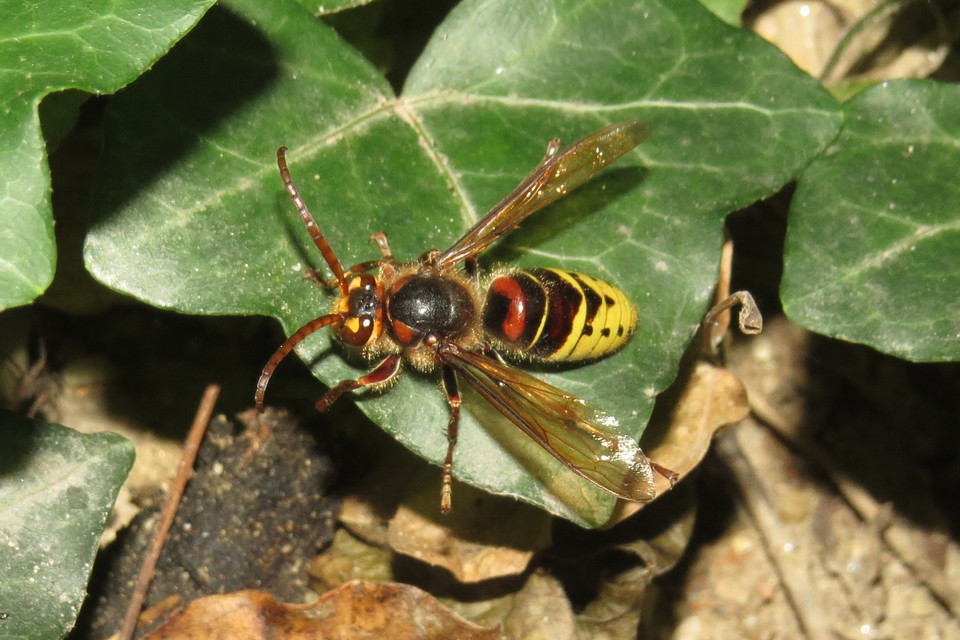 Vespa crabro - lódarázs