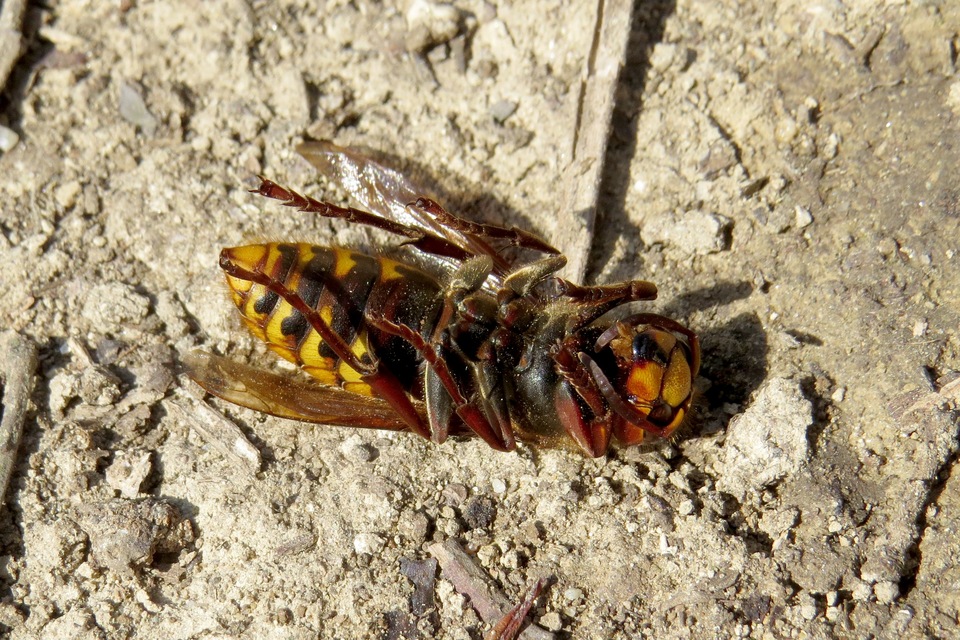 Vespa crabro - lódarázs