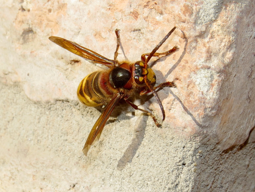 Vespa crabro - lódarázs