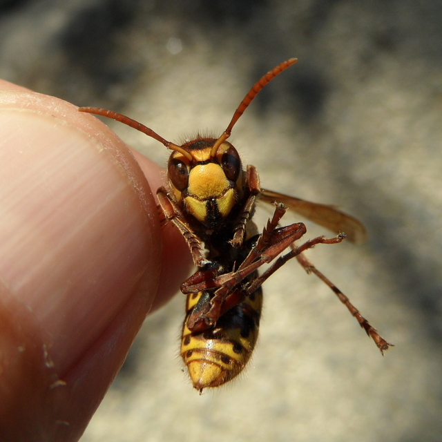 Vespa crabro - lódarázs