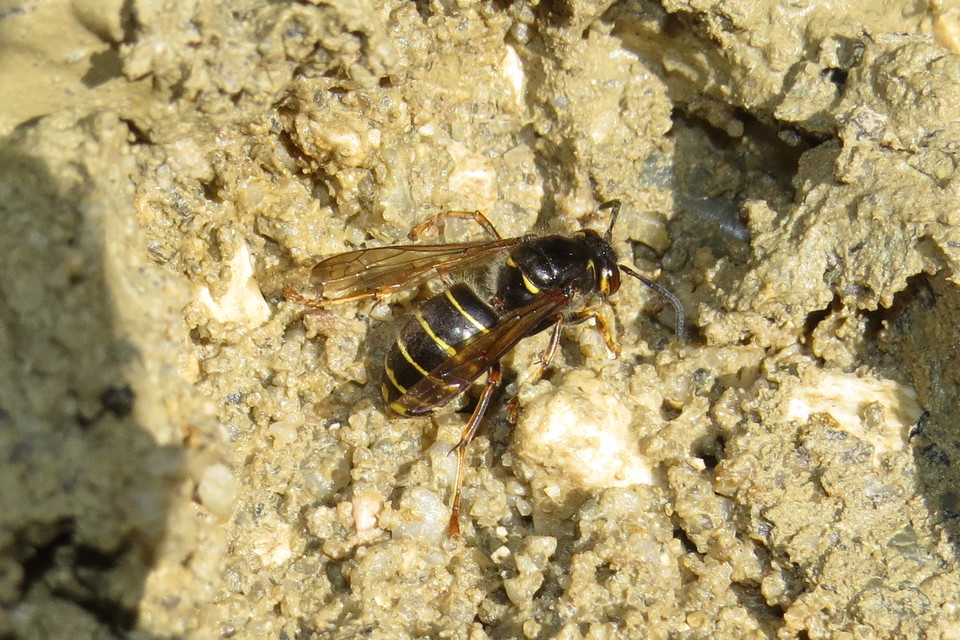 Dolichovespula media - szögletesfejű darázs
