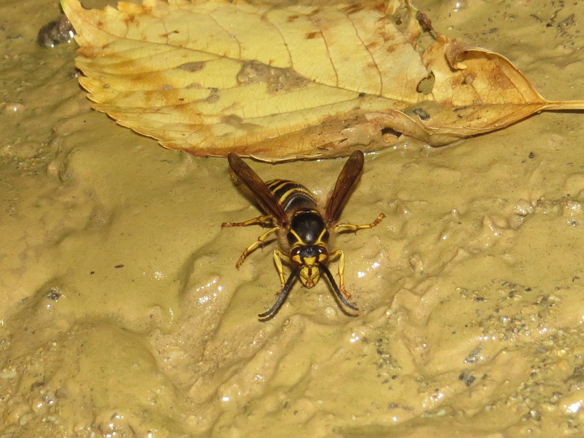 Dolichovespula media - szögletesfejű darázs