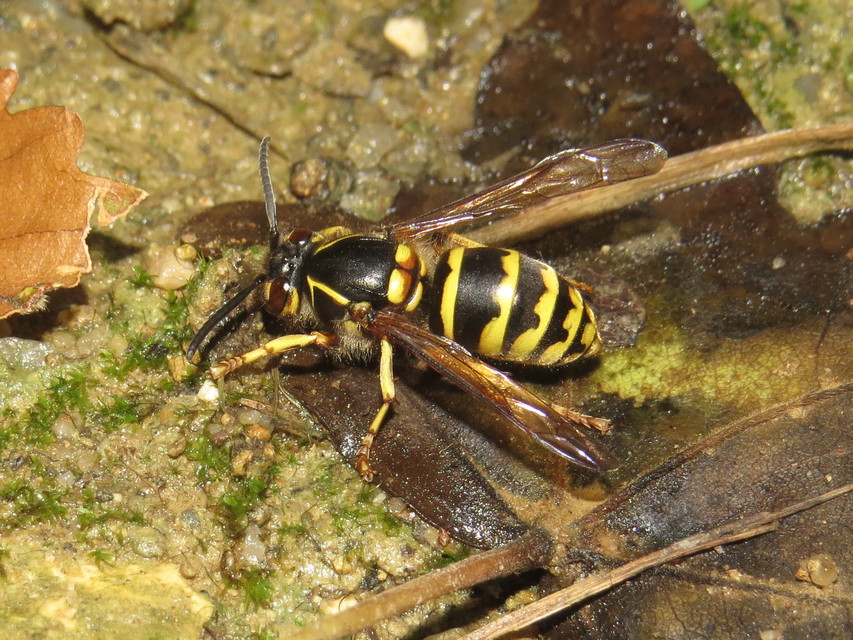Dolichovespula media - szögletesfejű darázs