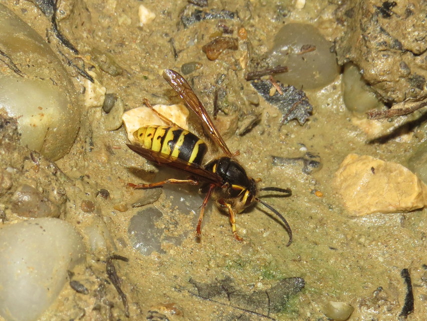 Dolichovespula media - szögletesfejű darázs