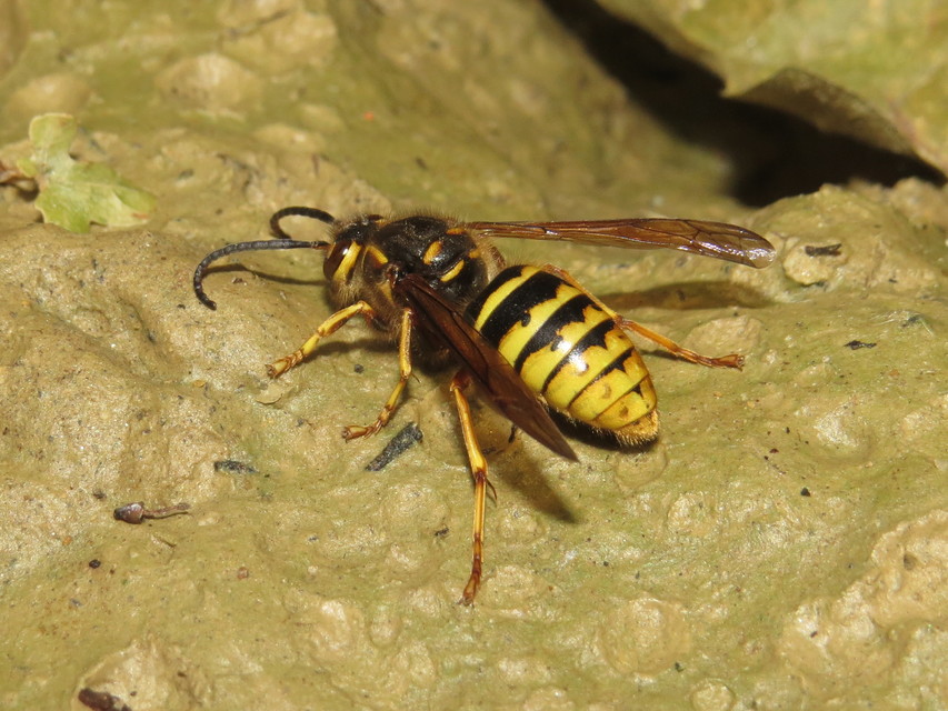 Dolichovespula media - szögletesfejű darázs