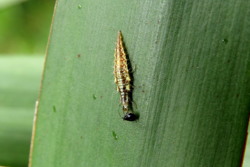 Chrysopidae - zöldfátyolkák