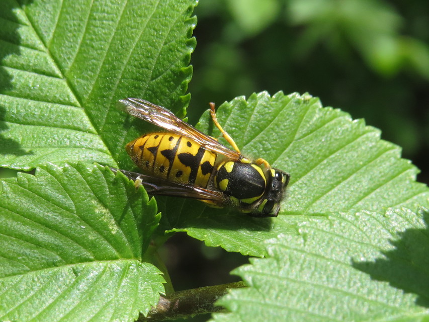 Vespula germanica - német darázs