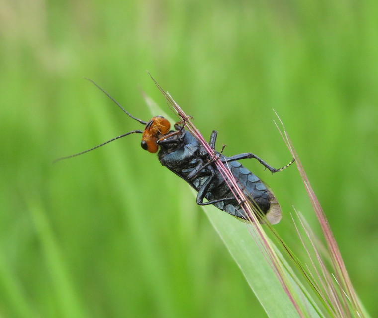 Acantholyda erythrocephala - barnafejű szövődarázs