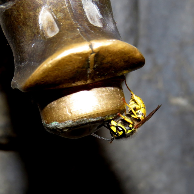 Vespula vulgaris - kecskedarázs