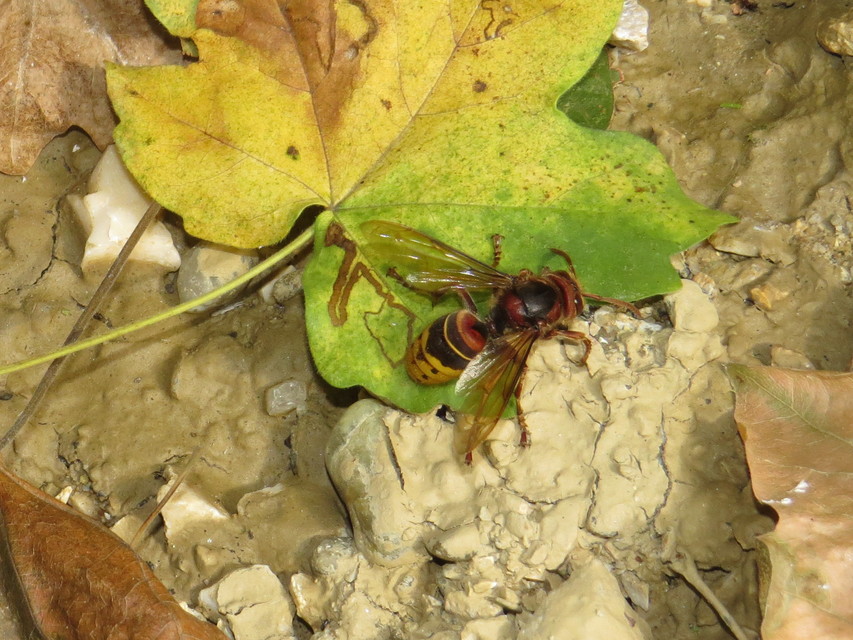 Vespa crabro - lódarázs