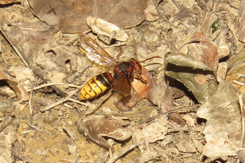 Vespa crabro - lódarázs